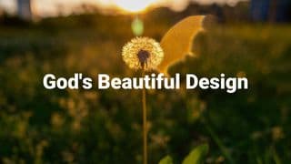 God's Beautiful Design